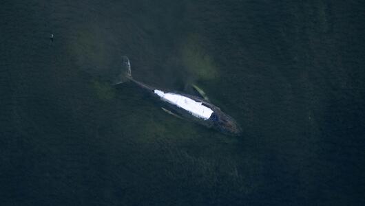 Am Montagmorgen schwamm der Wal in der Wismarbucht umher. (Archivbild vom 18. April)