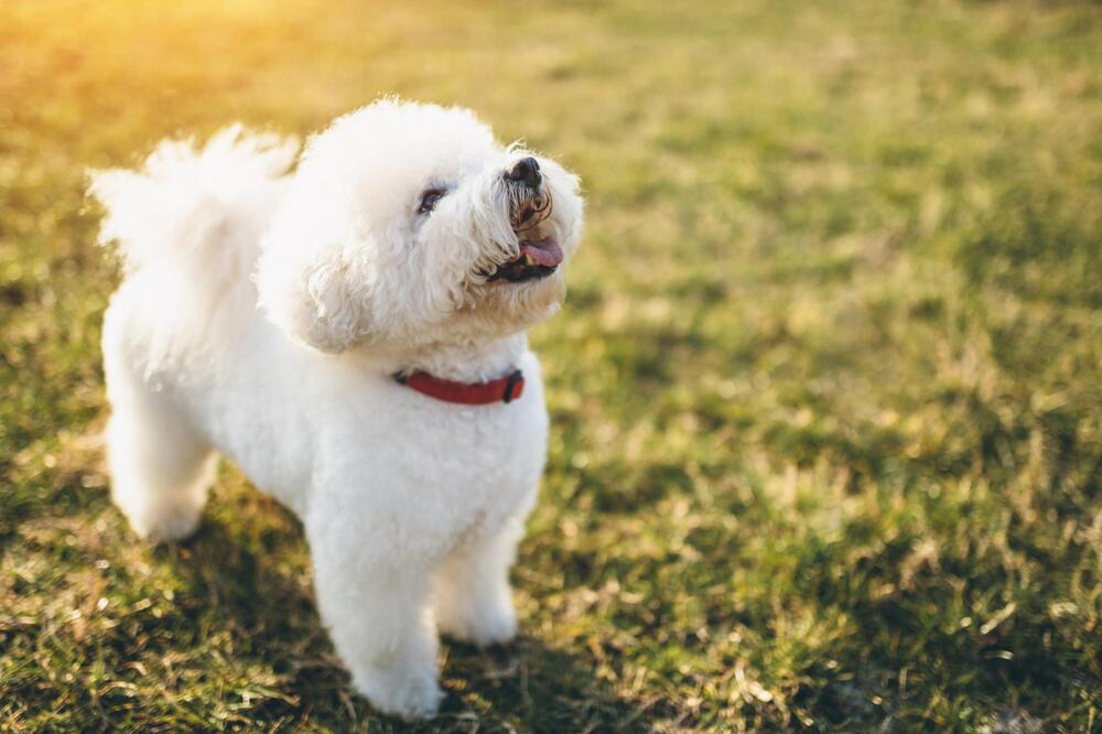 Ein Bichon Frisé