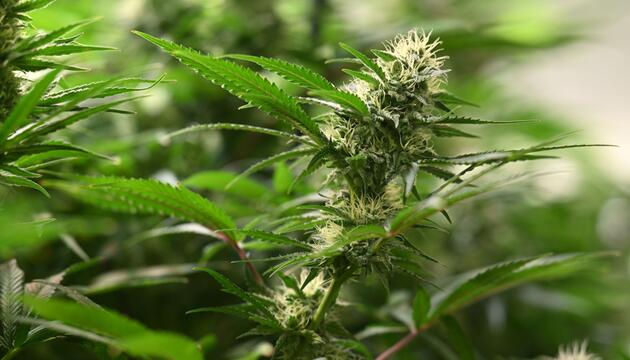 Cannabis-Anbau