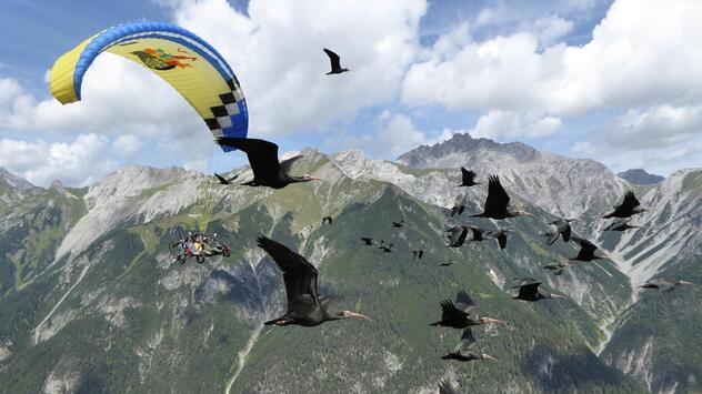 Walrappe, Flugzeug, Reise