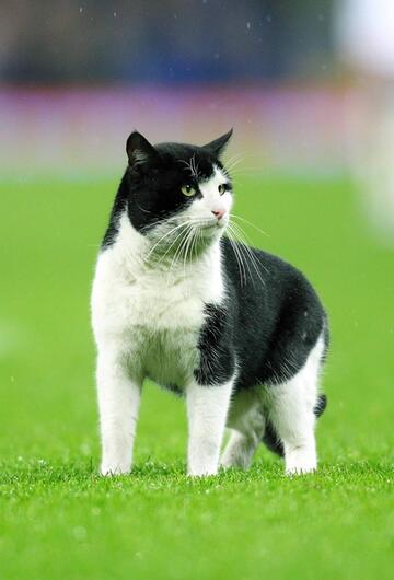 Katze im Stadion