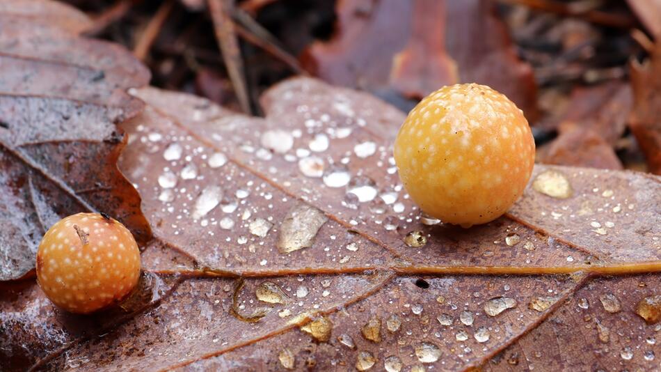 Faszinierende Natur: Das Geheimnis hinter den rot-gelben Kugeln unter Eichen