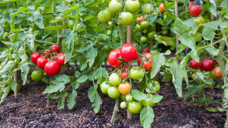 Tomatenstrauch