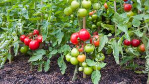 Tomatenstrauch