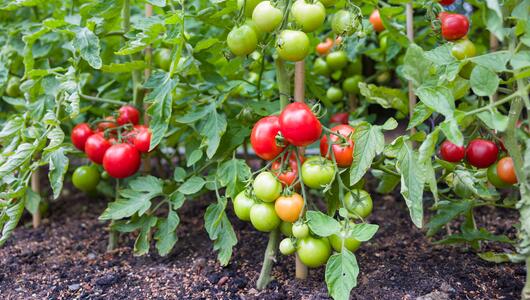 Tomatenstrauch