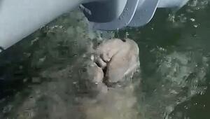 Ungebetener Trinkgast: Rundschwanzseekuh schwimmt zu Polizeiboot und trinkt Wasser