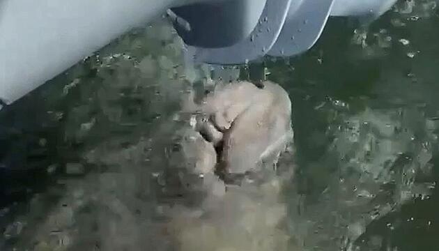 Ungebetener Trinkgast: Rundschwanzseekuh schwimmt zu Polizeiboot und trinkt Wasser