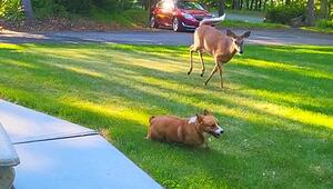 Kurze Beine, grosser Mut: Corgi fordert Hirsch in Vorgarten zu Rennen heraus