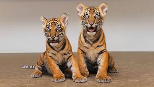 Seltener Nachwuchs: Zwei Sumatra-Tigerbabys erobern den Zoo von Fort Worth