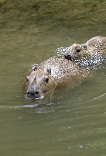 Wasserschwein, Capybara