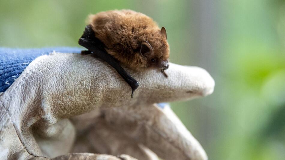 Fledermaus