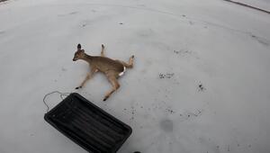 Eisig und herzerwärmend: Fischer retten Rehe