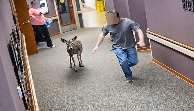 Ungebetener Besucher: Hirsch sorgt in Pflegeheim in Michigan für Chaos