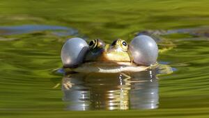 Ein kleiner Wasserfrosch schwimmt in einem Teich
