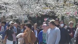 Sakura-Saison: Kirschblüten in Tokio ziehen Menschenmassen an