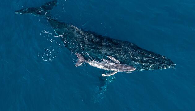 Geburt eines Buckelwals vor der Küste Australiens