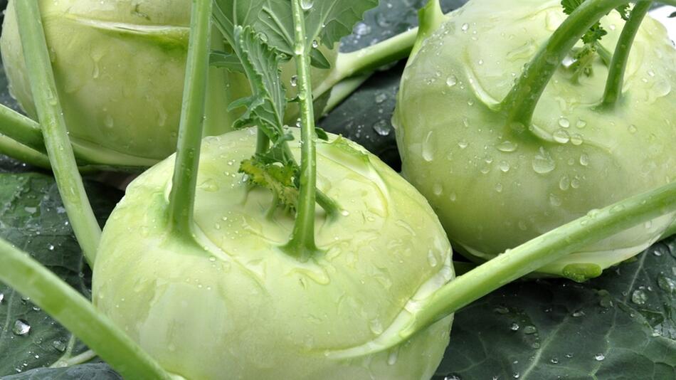 Kohlrabi vorziehen