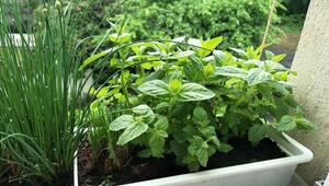 pfefferminze pflanzen