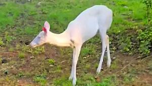 Schneeweisse Seltenheit: Albino-Hirsch grast in Wohnviertel in North Carolina
