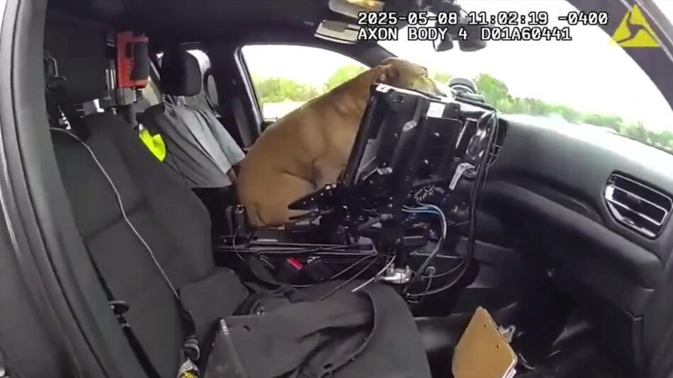 Polizist rettet Hund auf Highway – Vierbeiner übernimmt das Steuer