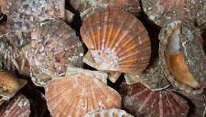 Fangfrische Jakobsmuscheln im Hafenort Port-en-Bassin