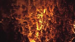 Evakuierungen wegen Waldbränden im Nordosten von Japan 