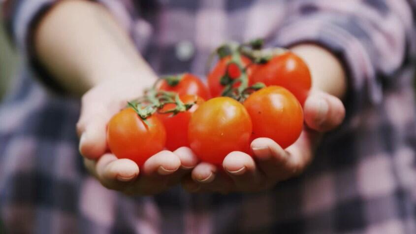 Tomaten anpflanzen