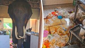 Versteckspiel mit Überraschung: Riesiger Elefant taucht in Küche auf