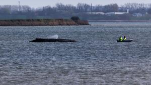 Buckelwal liegt weiter in Wismarbucht