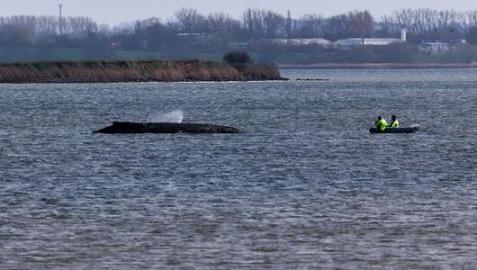 Buckelwal liegt weiter in Wismarbucht