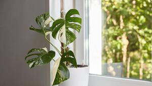 Eine Monstera in einem Topf.