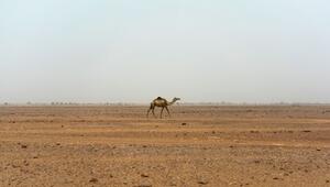 Sahara im Niger