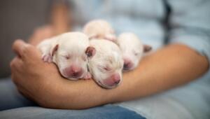 weisse Hundewelpen