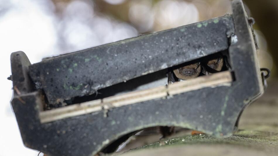 Zwei Fledermäuse in einem Flachkasten am Baum