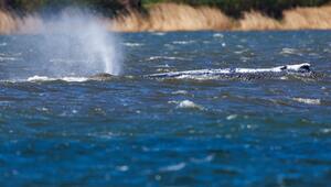 Gestrandeter Buckelwal schwimmt