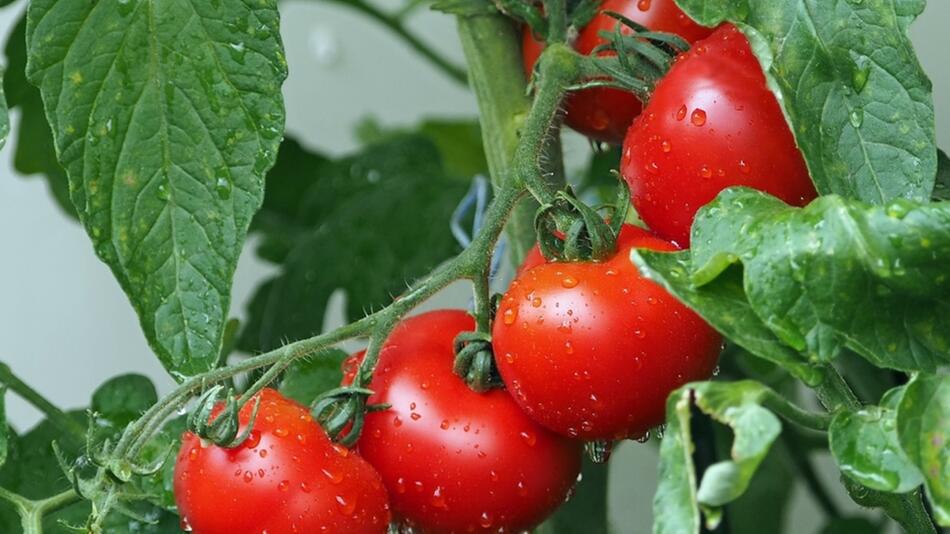 wie oft tomaten giessen