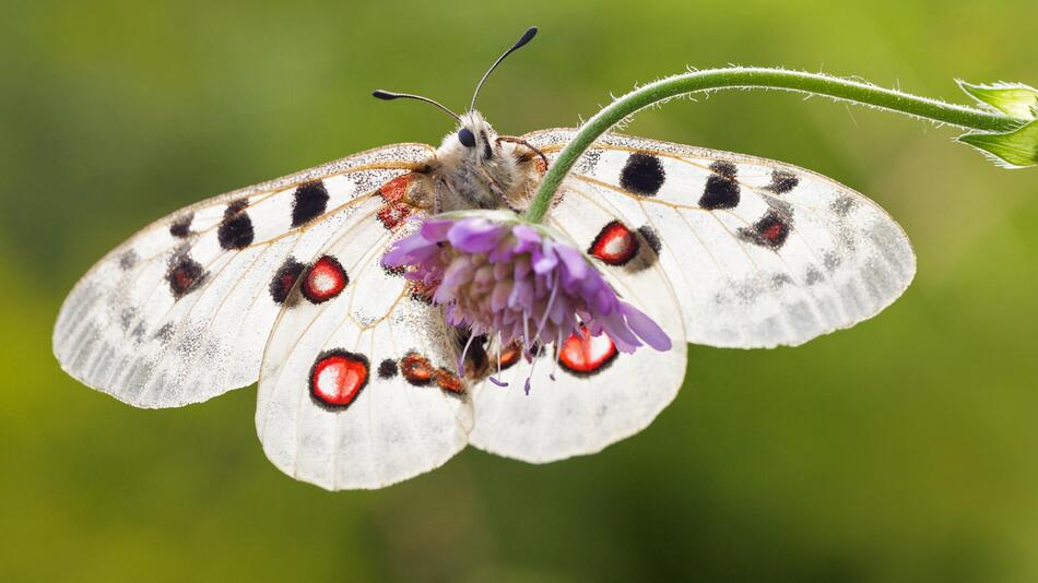Apollofalter