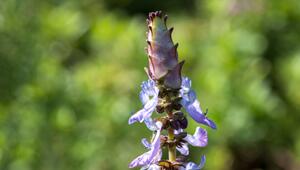 Unsichtbarer Schutz: Warum Tiere die Verpiss-dich-Pflanze meiden