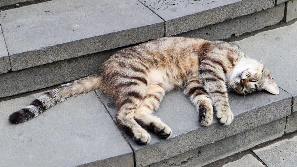 Katze