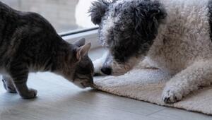 HORIZONTAL! Warum Hunde helfen und Katzen beobachten