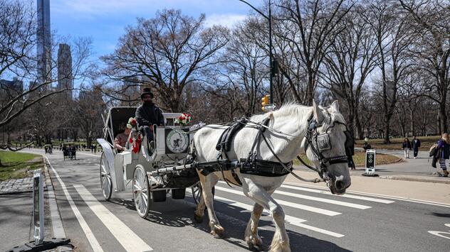 Aus für die Pferdekutschen im New Yorker Central Park