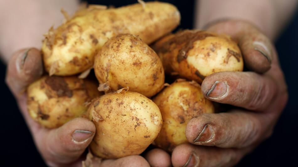 Ein Kartoffelhändler hält Frühkartoffeln in den Händen