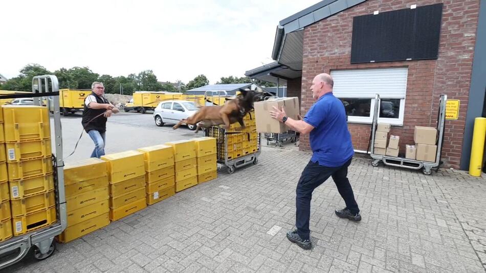 Beissende Hunde, aggressive Gänse: Immer wieder Angriffe auf Postzusteller