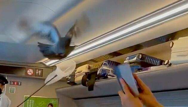 Ausgebremster Bullet Train: Taube legt Japans Shinkansen lahm
