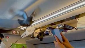 Ausgebremster Bullet Train: Taube legt Japans Shinkansen lahm