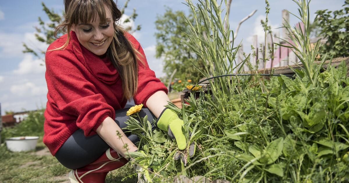 Warum Unkraut im Garten sinnvoll sein kann | GMX.CH