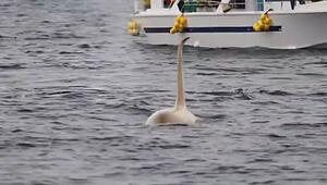 Einhörner des Ozeans: Extrem seltener weisser Orca taucht vor Japan auf