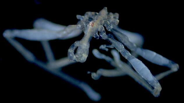 Callipallene pilosuspedes