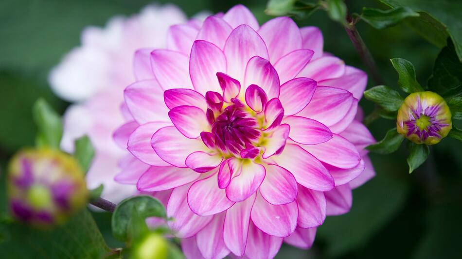 Dahlie der Sorte Oriental Dream