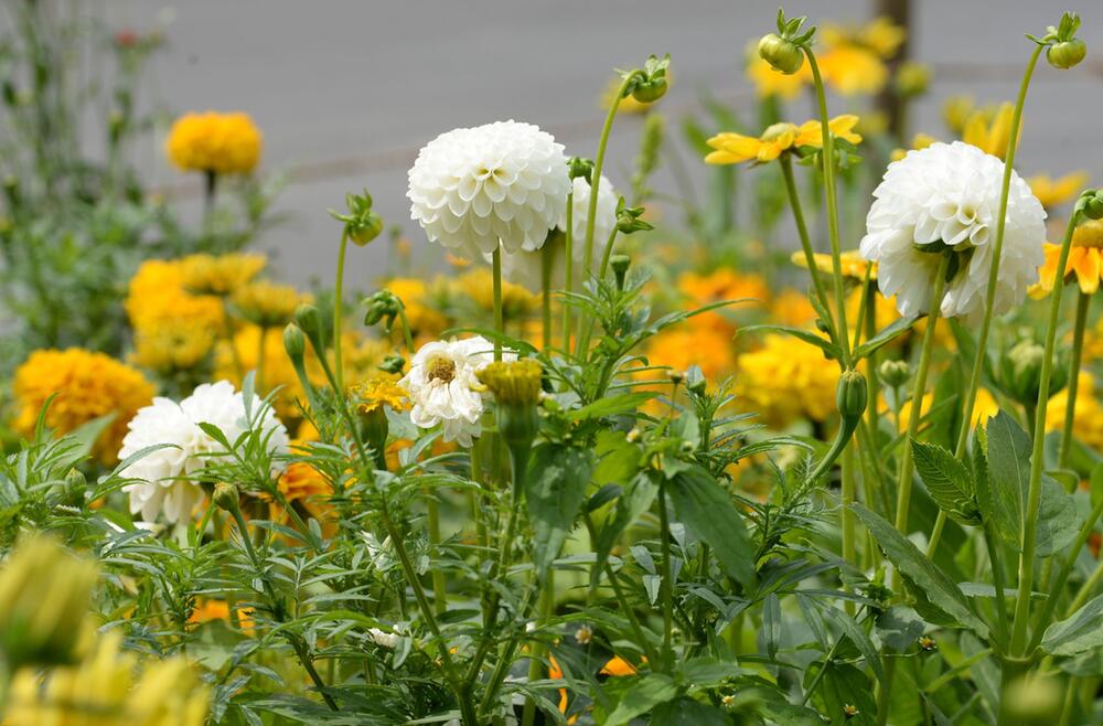 Beet mit Sonnenhut (Rudbeckia) und Dahlien (Dahlia)